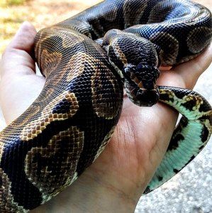 Meet your Posher, Emily